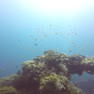 Diving in Maldives - Banana Reef